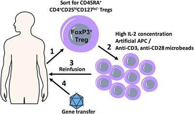 Gene Therapy With Regulatory T Cells: A Beneficial Alliance